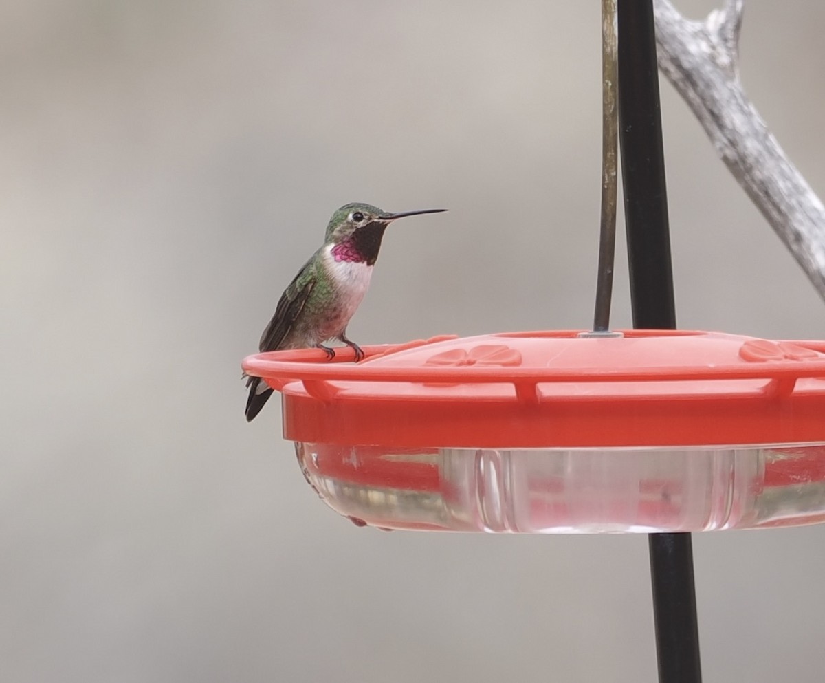 Broad-tailed Hummingbird - ML617004554