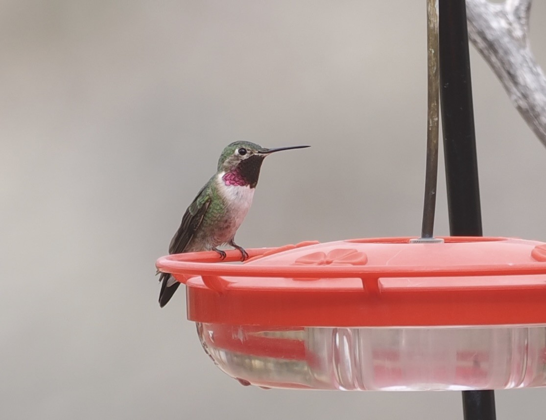 Broad-tailed Hummingbird - ML617004560