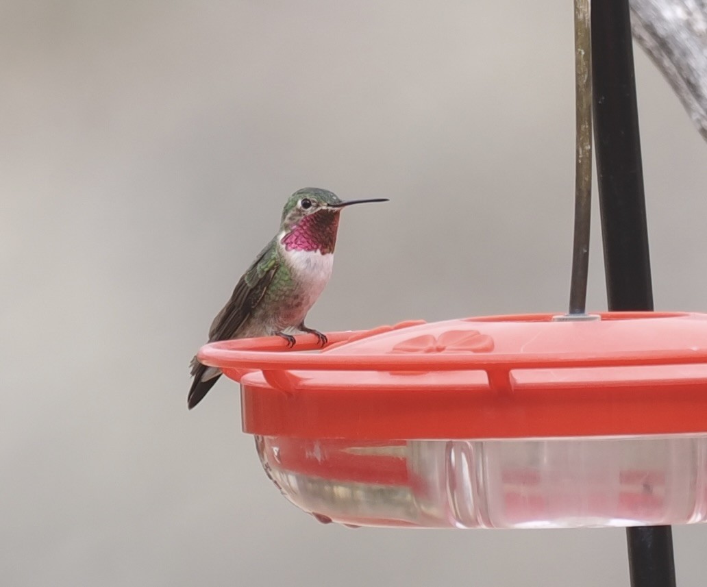 Broad-tailed Hummingbird - ML617004564