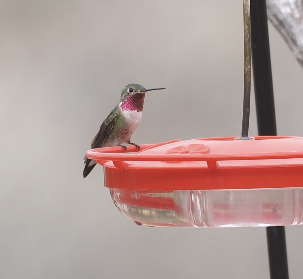 Broad-tailed Hummingbird - ML617004568