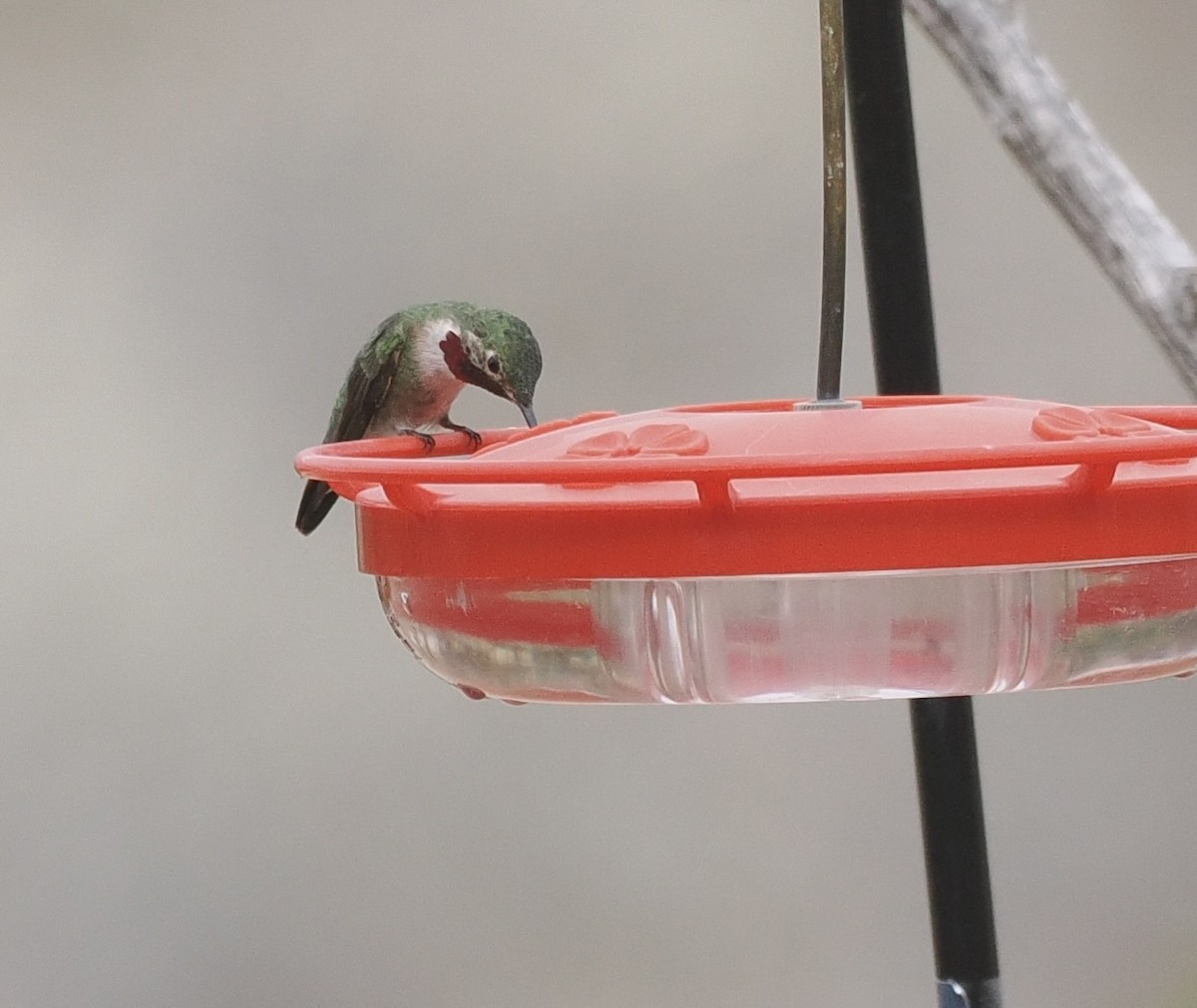 Broad-tailed Hummingbird - ML617004602