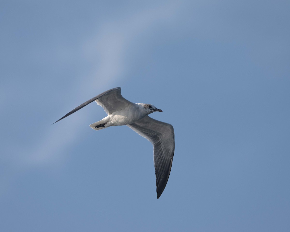 Gaviota Guanaguanare - ML617004707