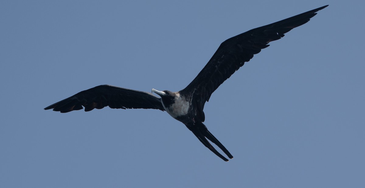 Magnificent Frigatebird - ML617004734