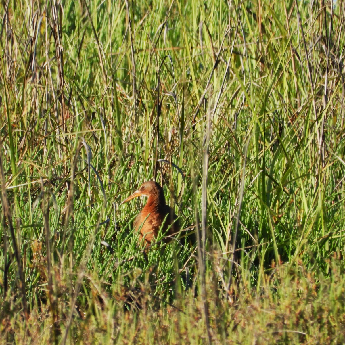 Ridgway's Rail - Sherry Meddick