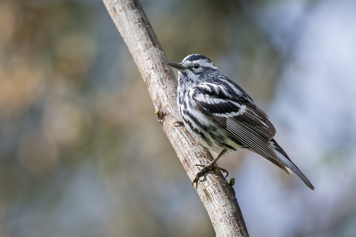 Black-and-white Warbler - ML617004791