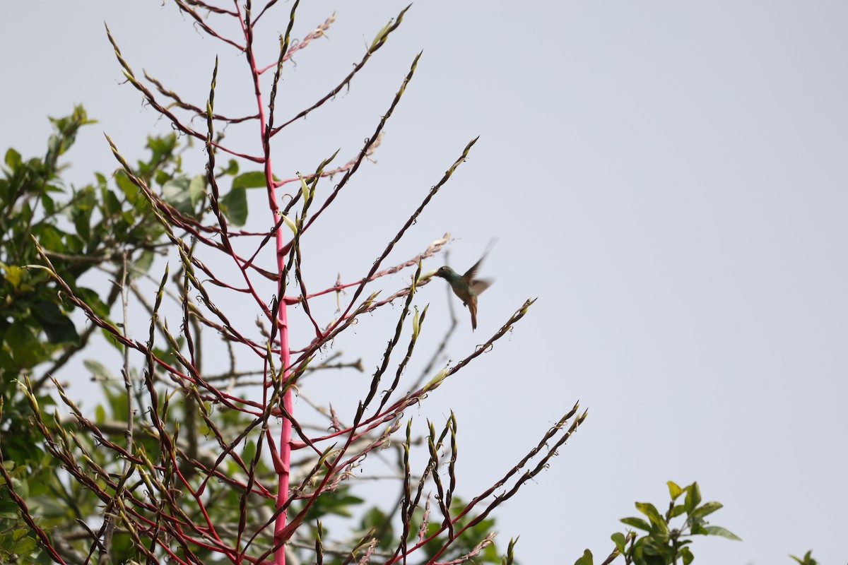 Buff-bellied Hummingbird - ML617004795