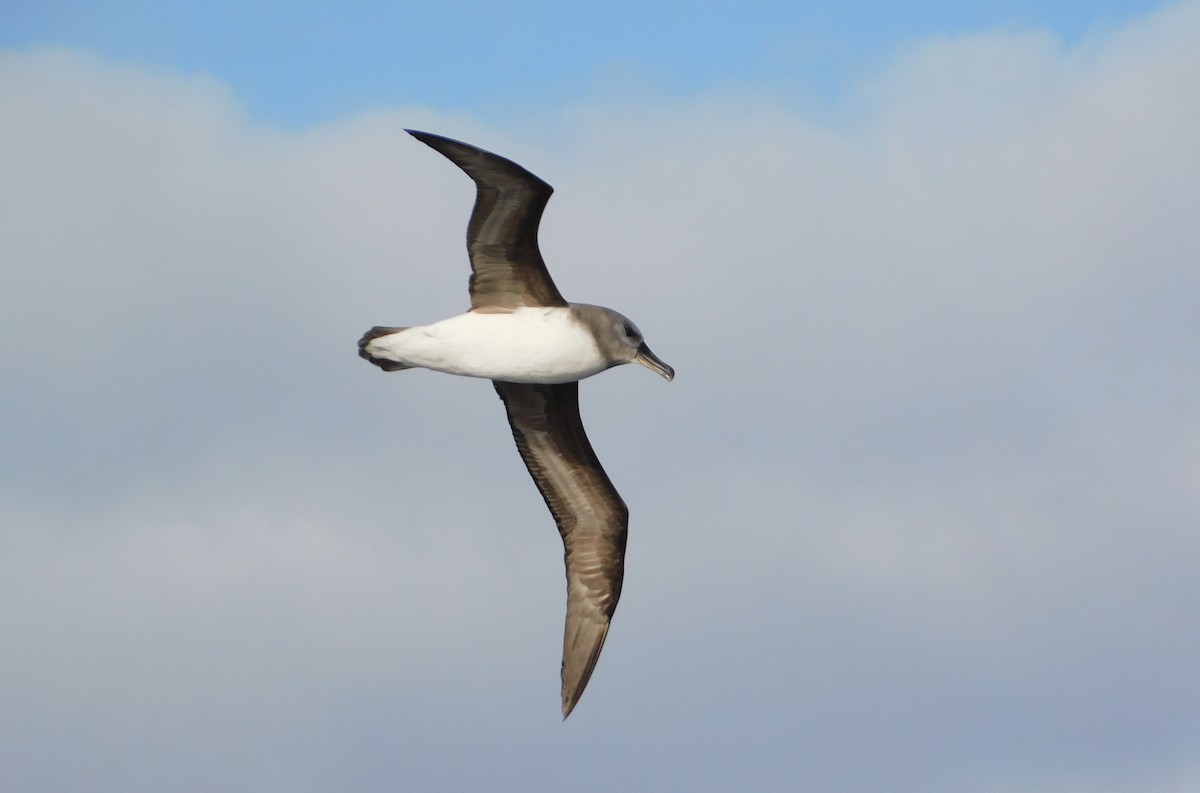 Gray-headed Albatross - Nicolás Bejarano