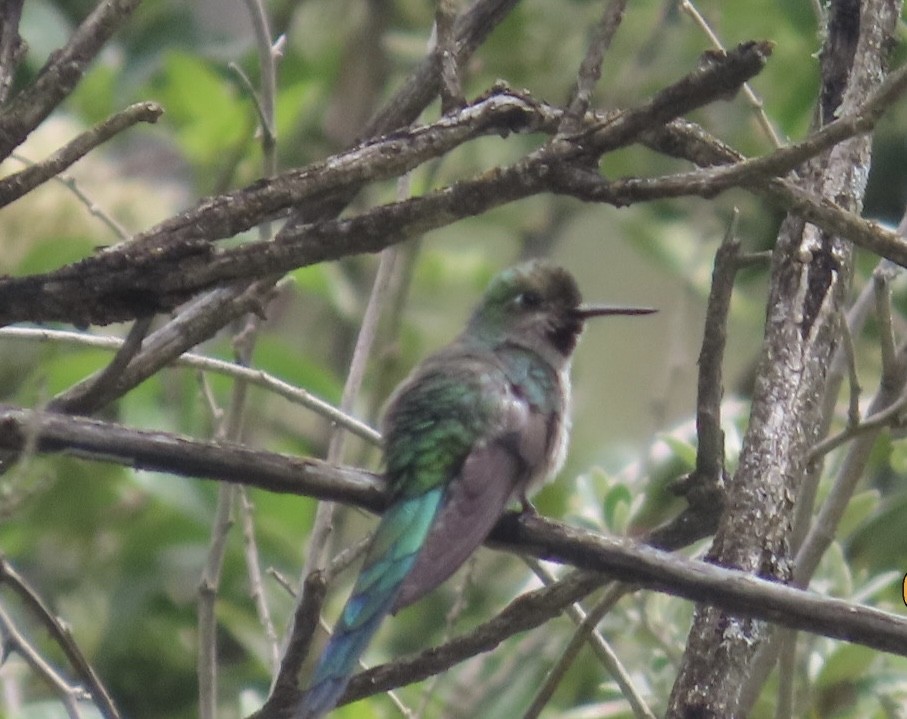 Colibrí Ventrigrís - ML617004815