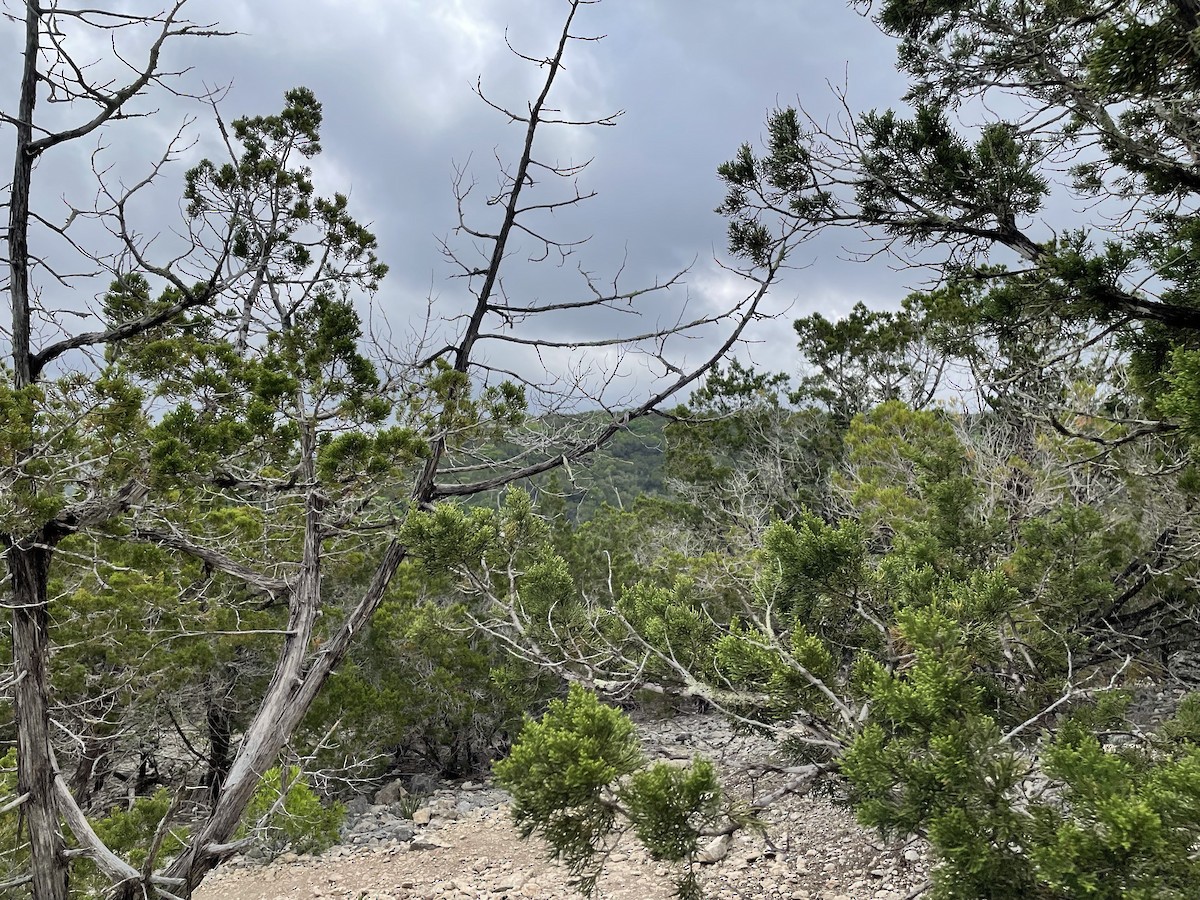 Golden-cheeked Warbler - ML617004818