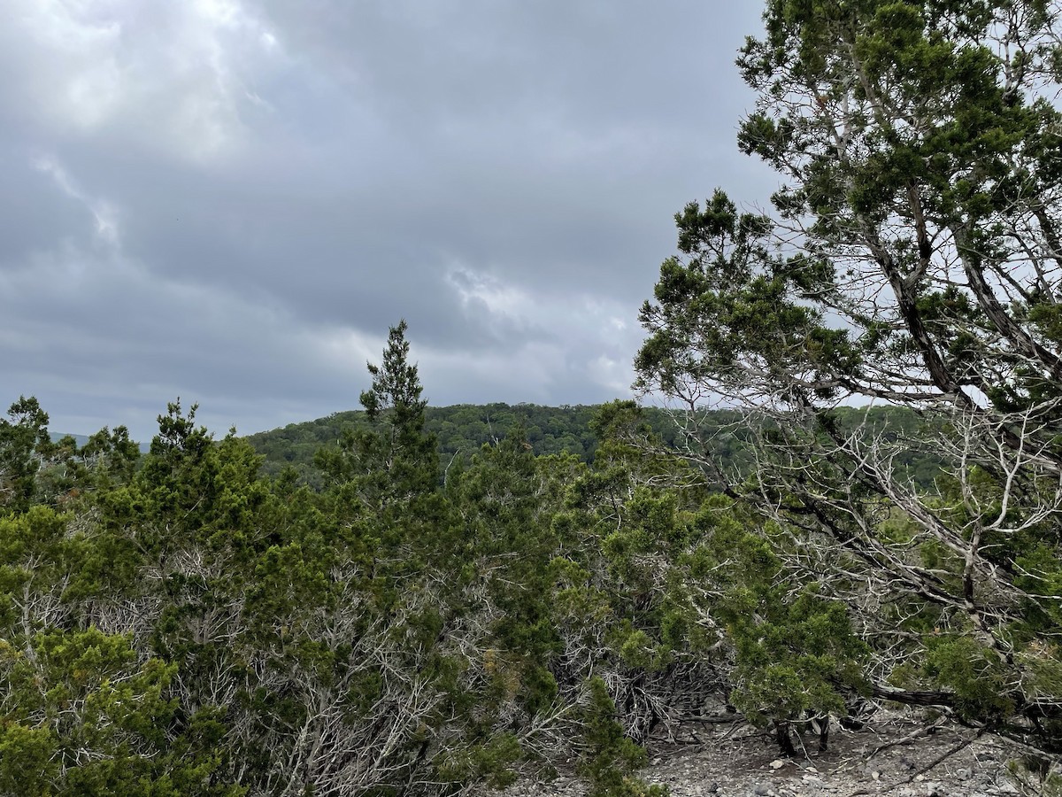 Golden-cheeked Warbler - ML617004819