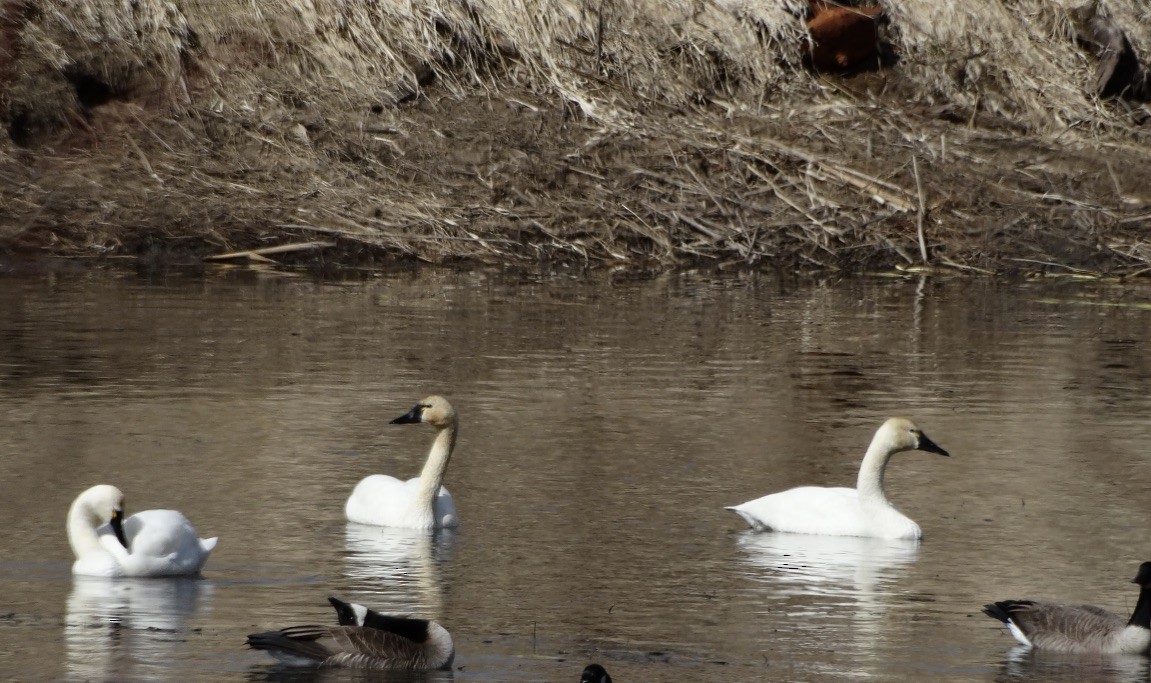 Cygne siffleur - ML617004875