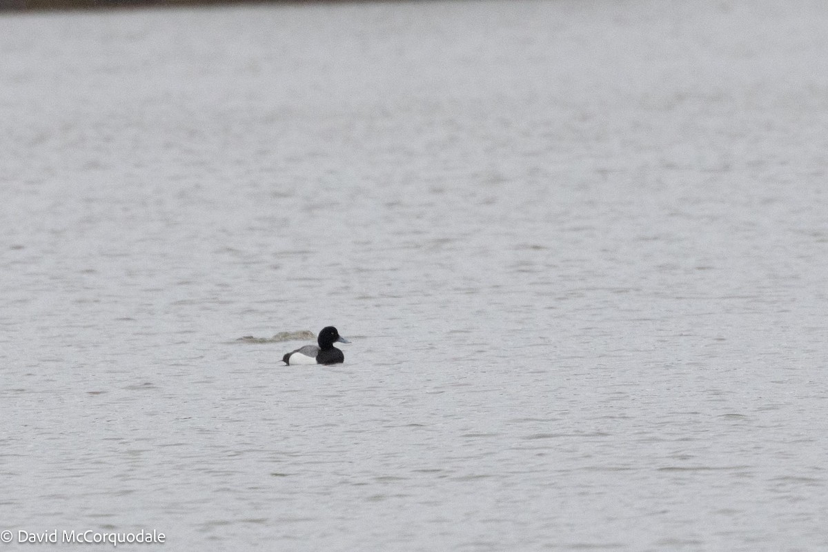 Greater Scaup - ML617004887