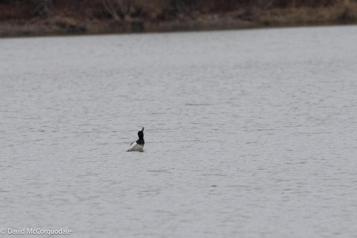 Greater Scaup - ML617004888