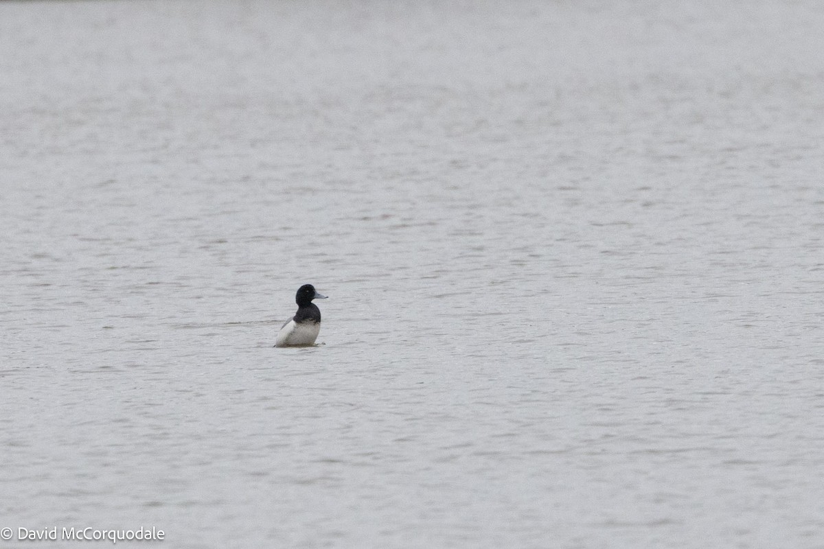 Greater Scaup - ML617004889