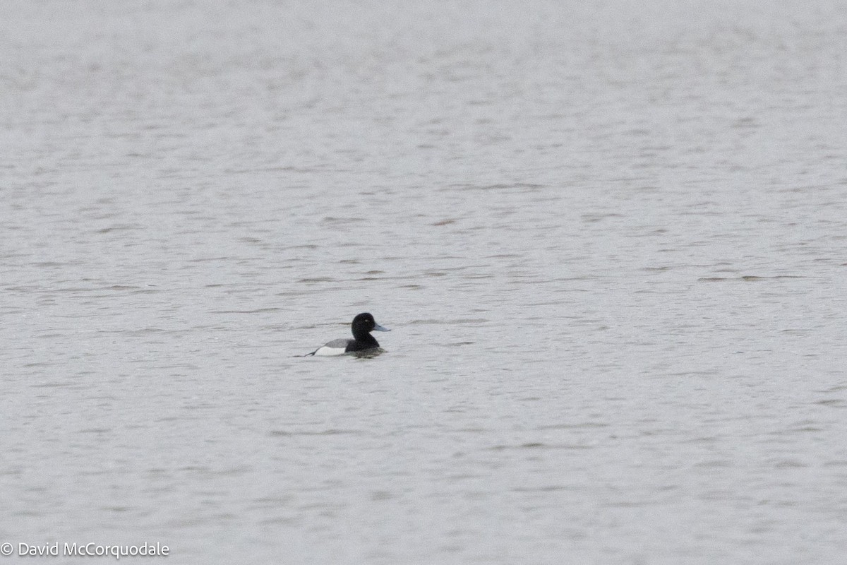 Greater Scaup - ML617004890