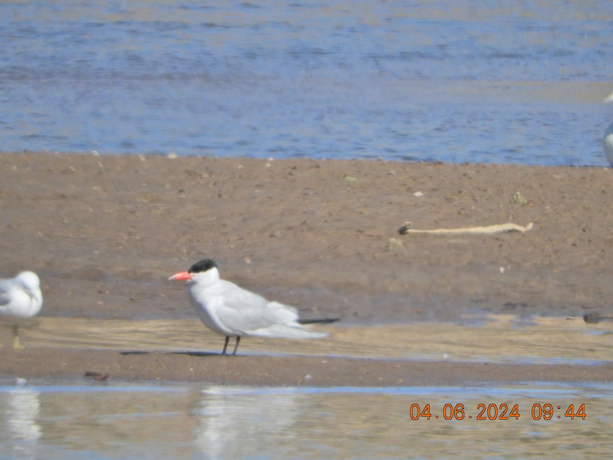 Caspian Tern - ML617004935