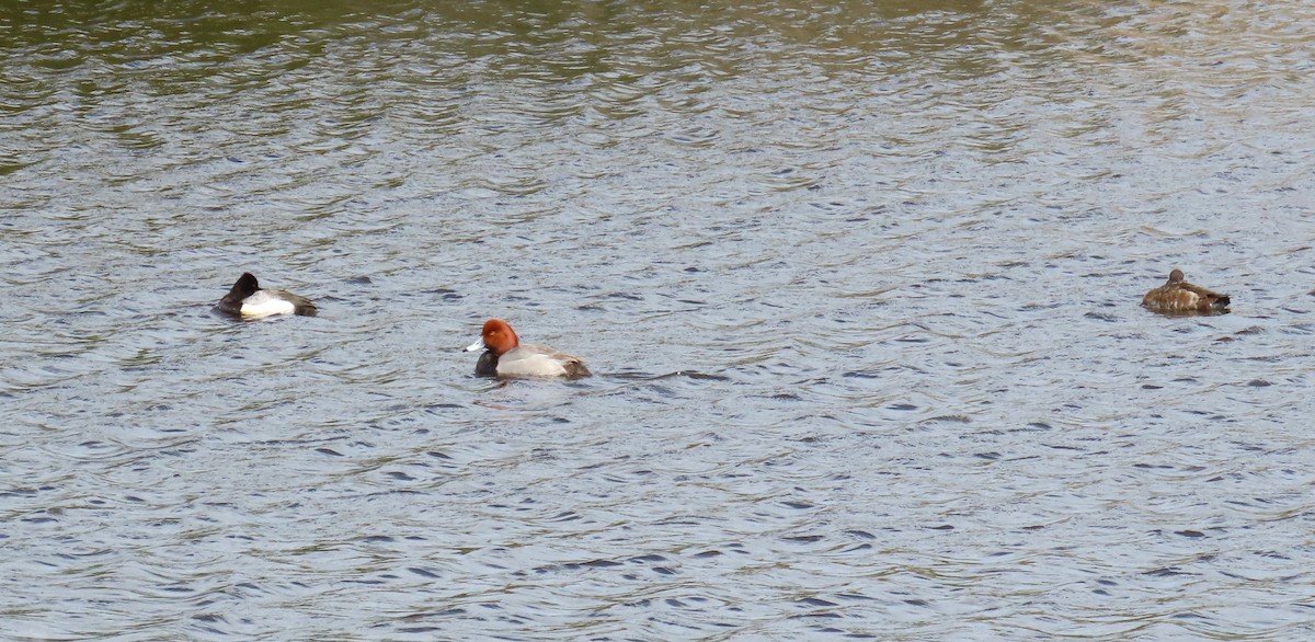 Redhead - ML617004966