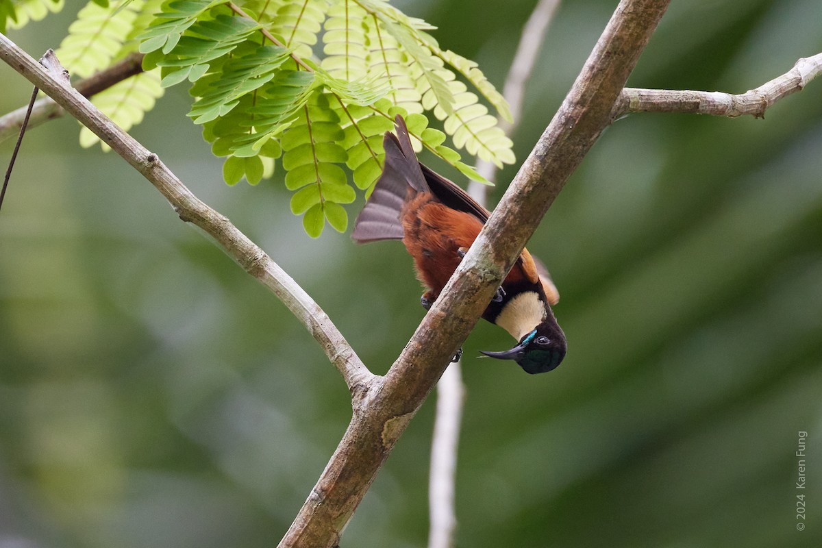 Buff-throated Sunbird - ML617004988