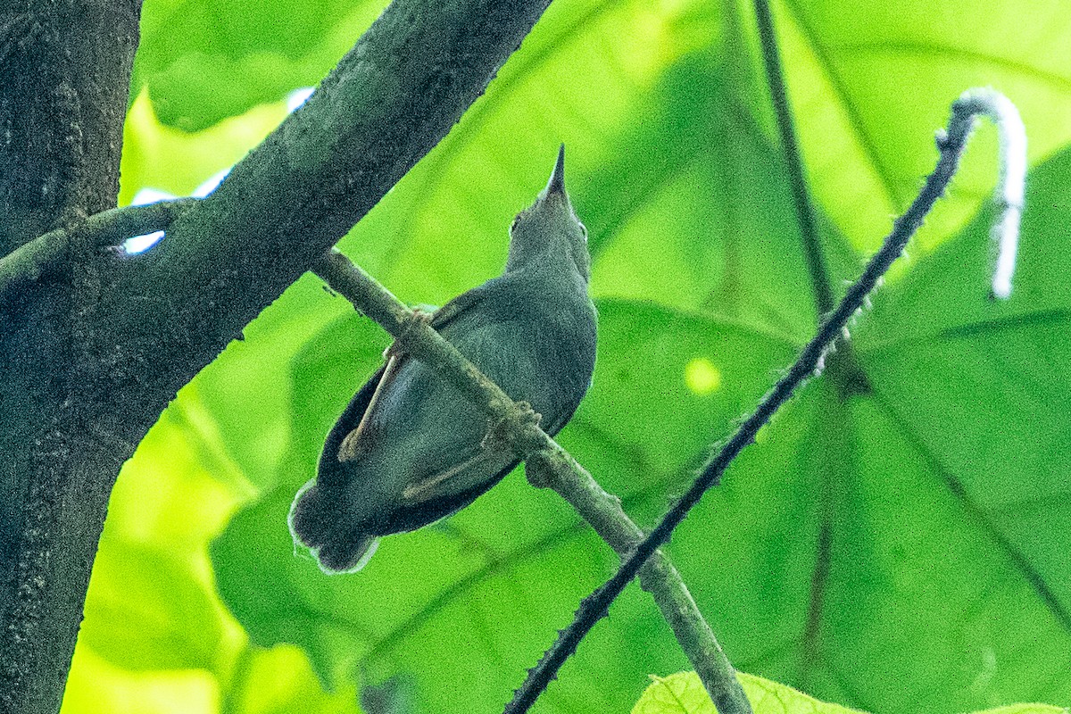 Camaróptera Dorsiverde - ML617005007