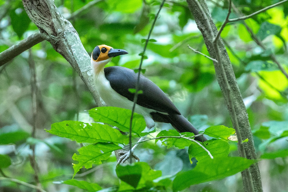 White-necked Rockfowl - Neil Hayward