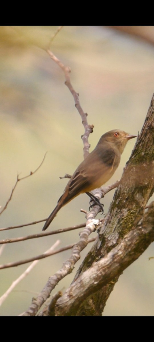 Rufous-tailed Tyrant - Jhon Peñaranda Salas