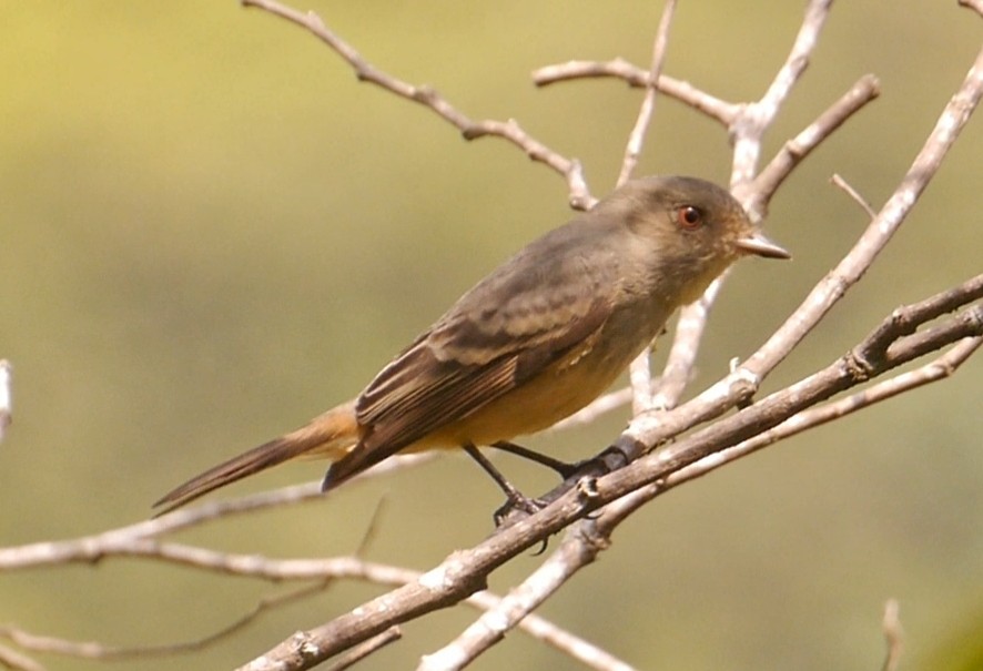 Rufous-tailed Tyrant - Jhon Peñaranda Salas