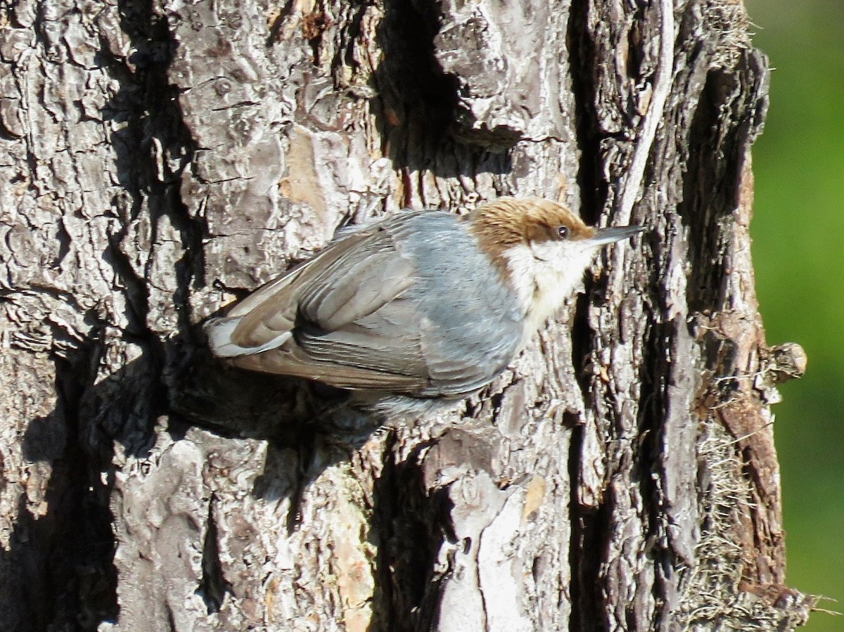 Brown-headed Nuthatch - ML617005097