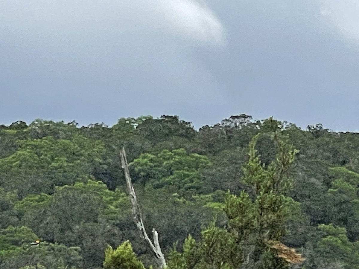 Golden-cheeked Warbler - ML617005112