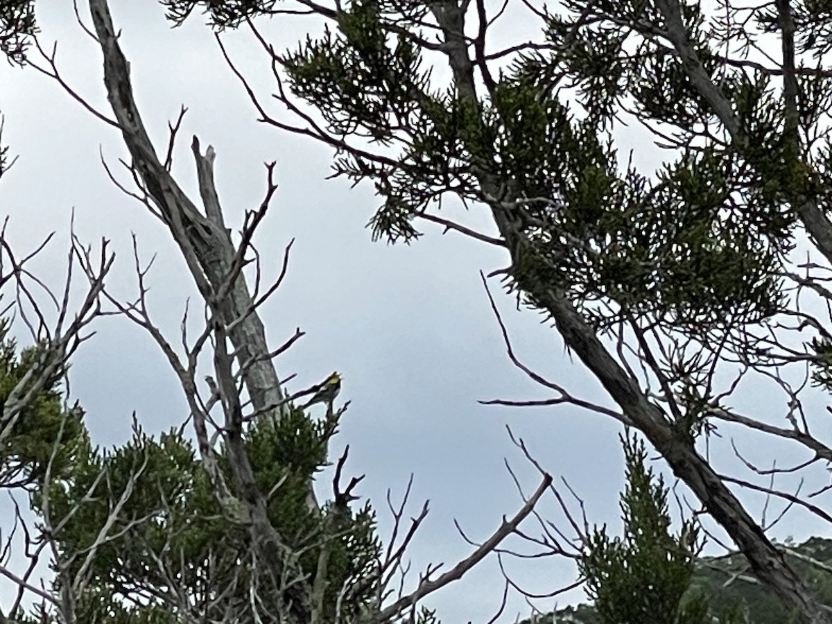 Golden-cheeked Warbler - ML617005113