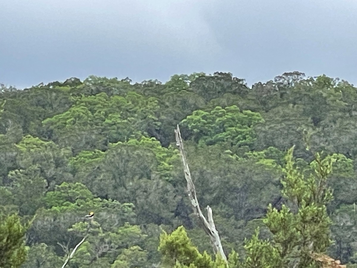 Golden-cheeked Warbler - ML617005114