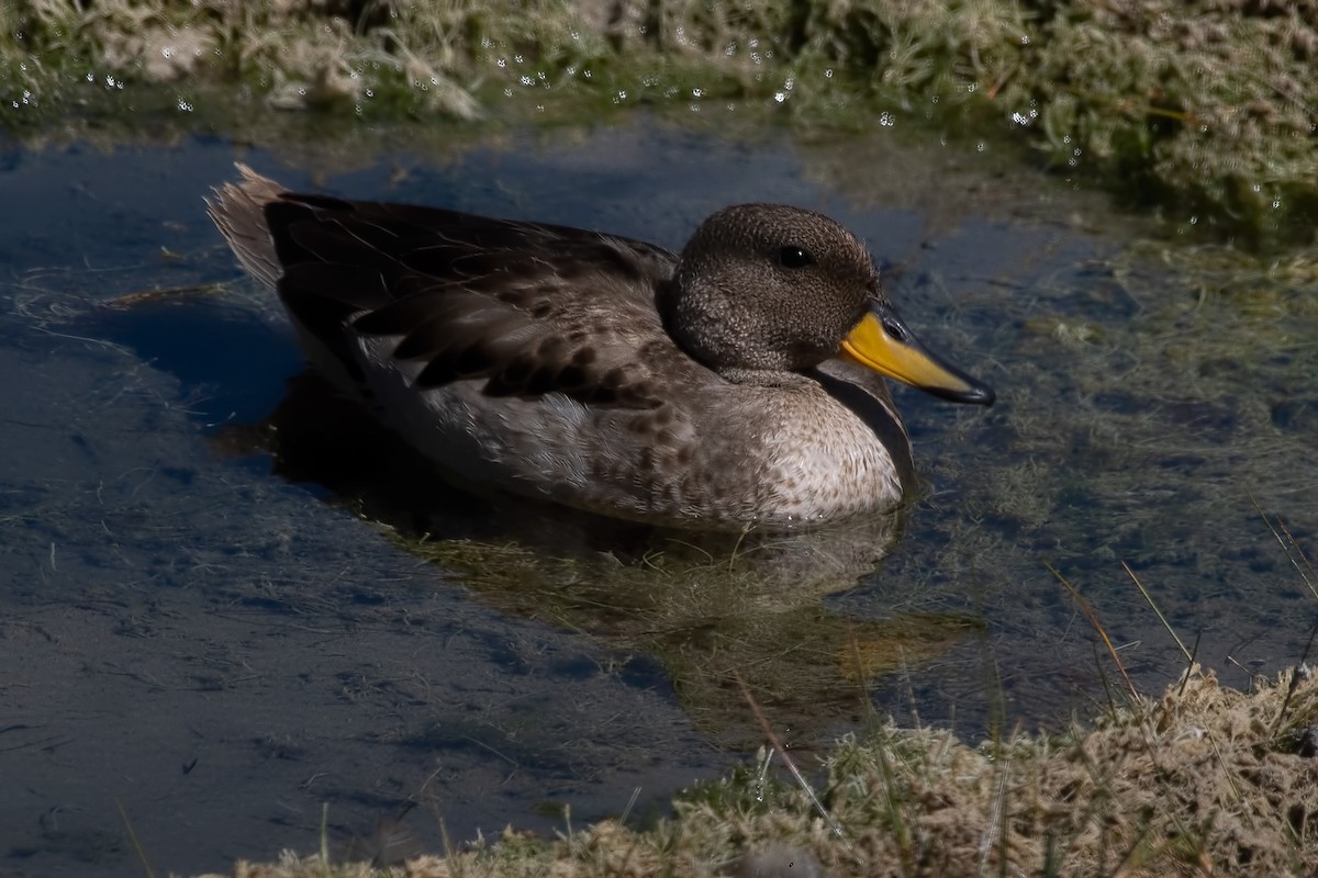 Yellow-billed Teal (oxyptera) - ML617005133