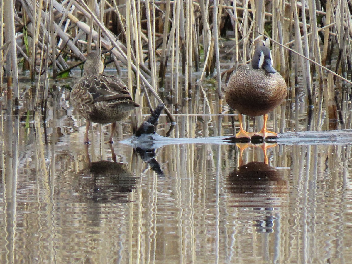 Blue-winged Teal - ML617005158