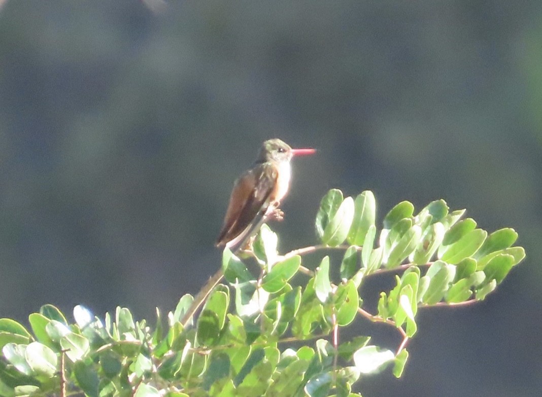 Amazilia Hummingbird - ML617005199