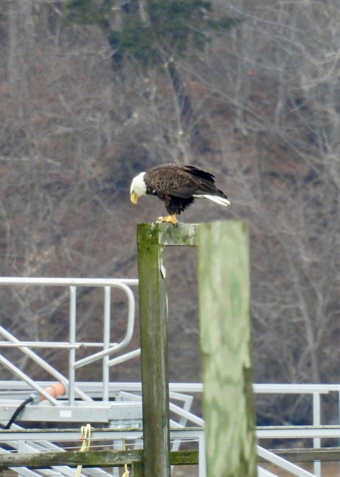 Bald Eagle - ML617005222