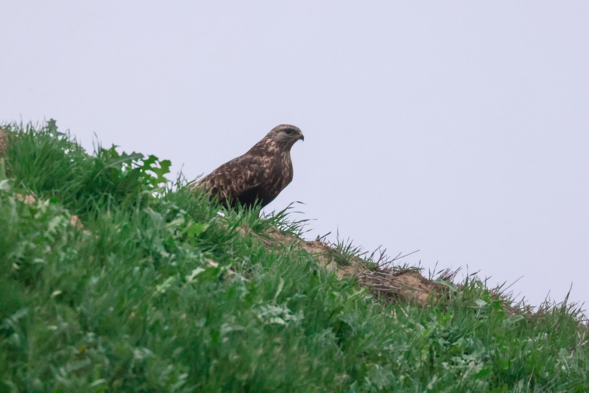 Rough-legged Hawk - Joey McCracken