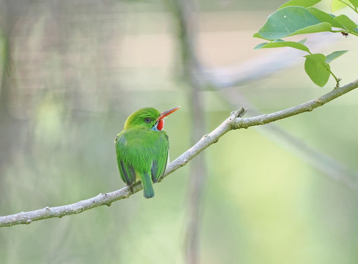 Jamaican Tody - ML617005235