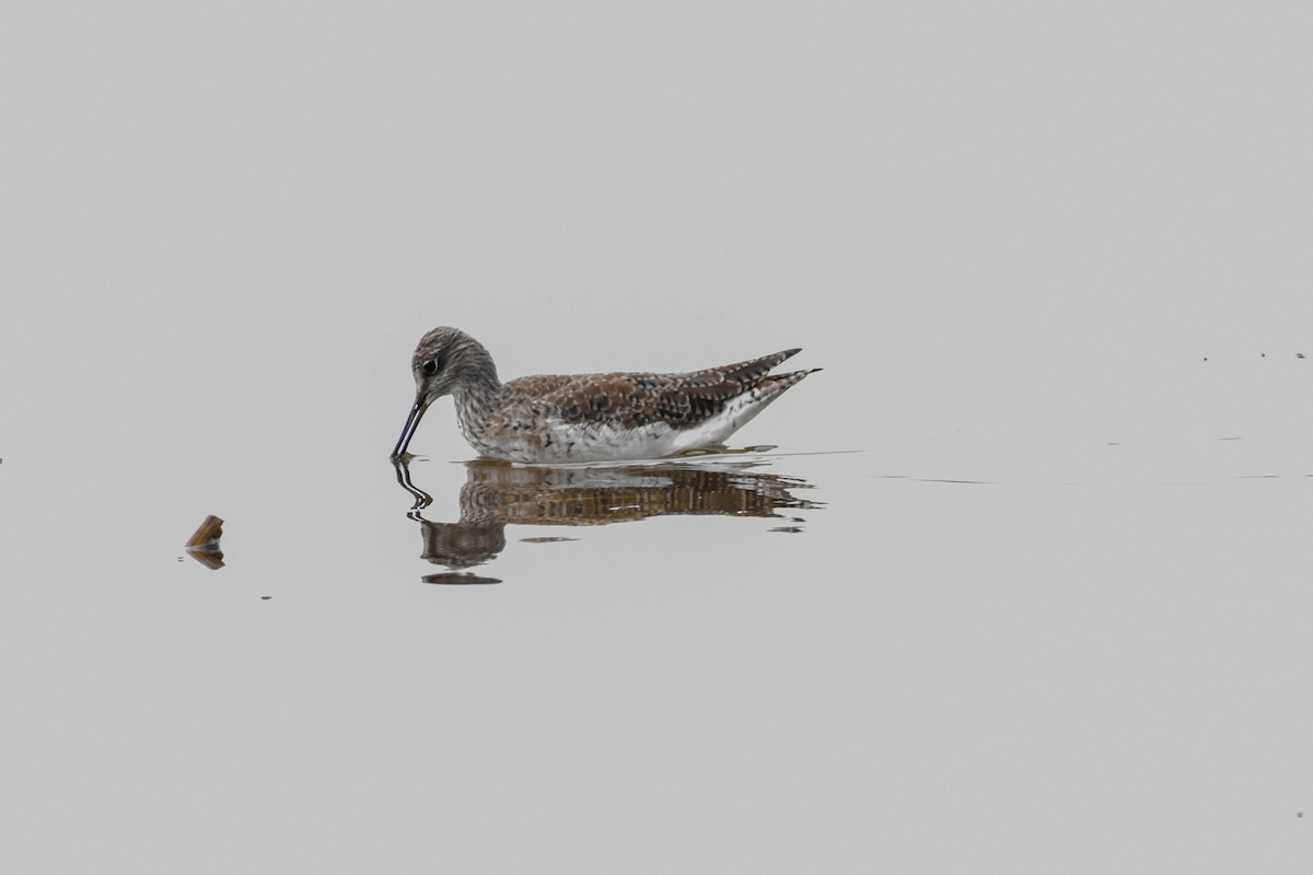 Greater Yellowlegs - ML617005241