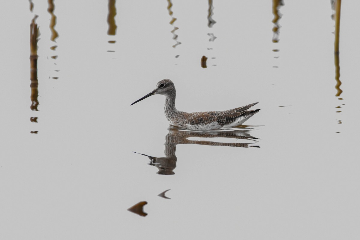 Greater Yellowlegs - ML617005242