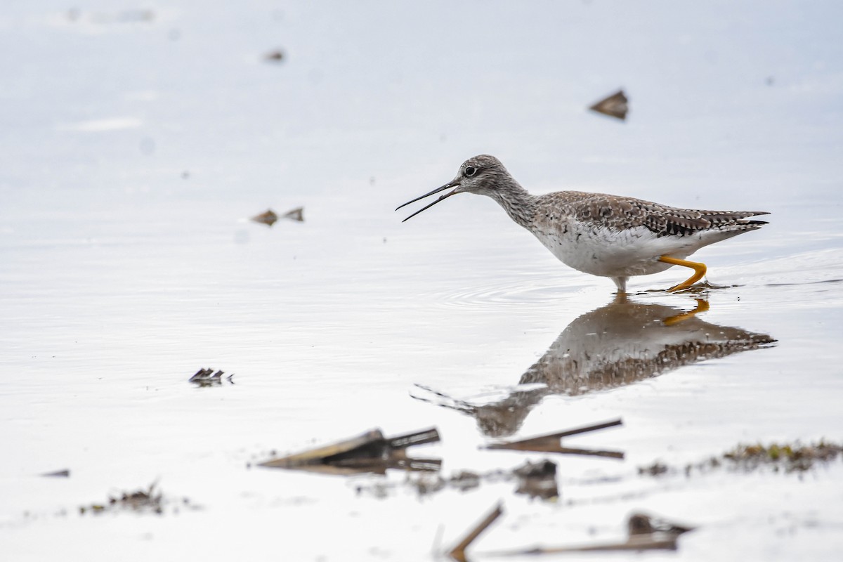 Greater Yellowlegs - ML617005243