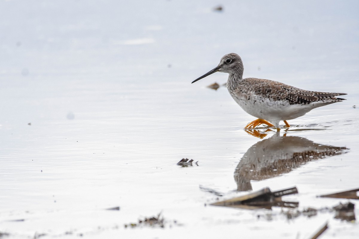 Greater Yellowlegs - ML617005245