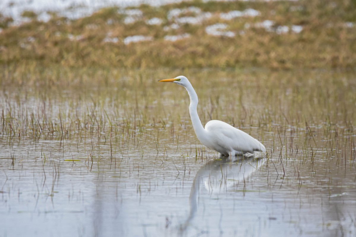 Great Egret - Jacoba Freeman