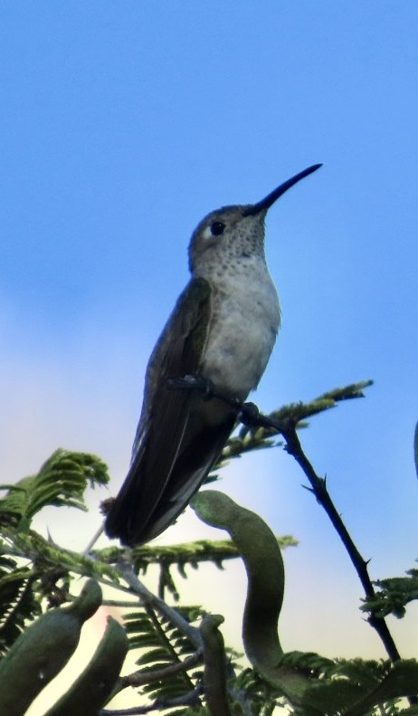 Spot-throated Hummingbird - Jim Rowoth