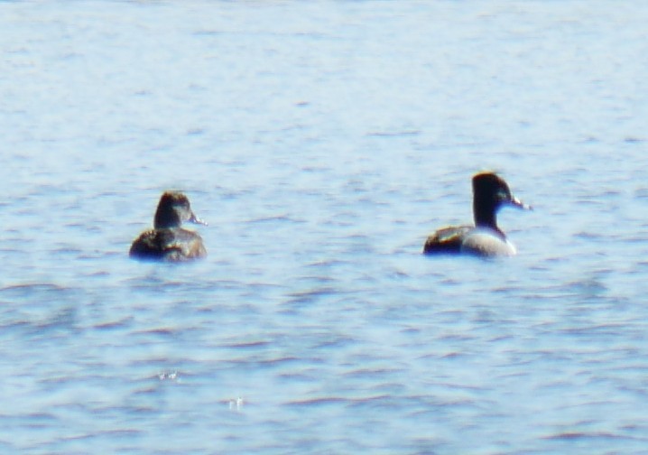 Lesser Scaup - ML617005346