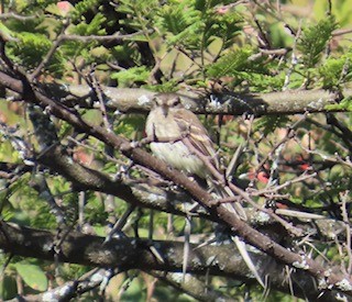 Marañon Tyrannulet - ML617005355