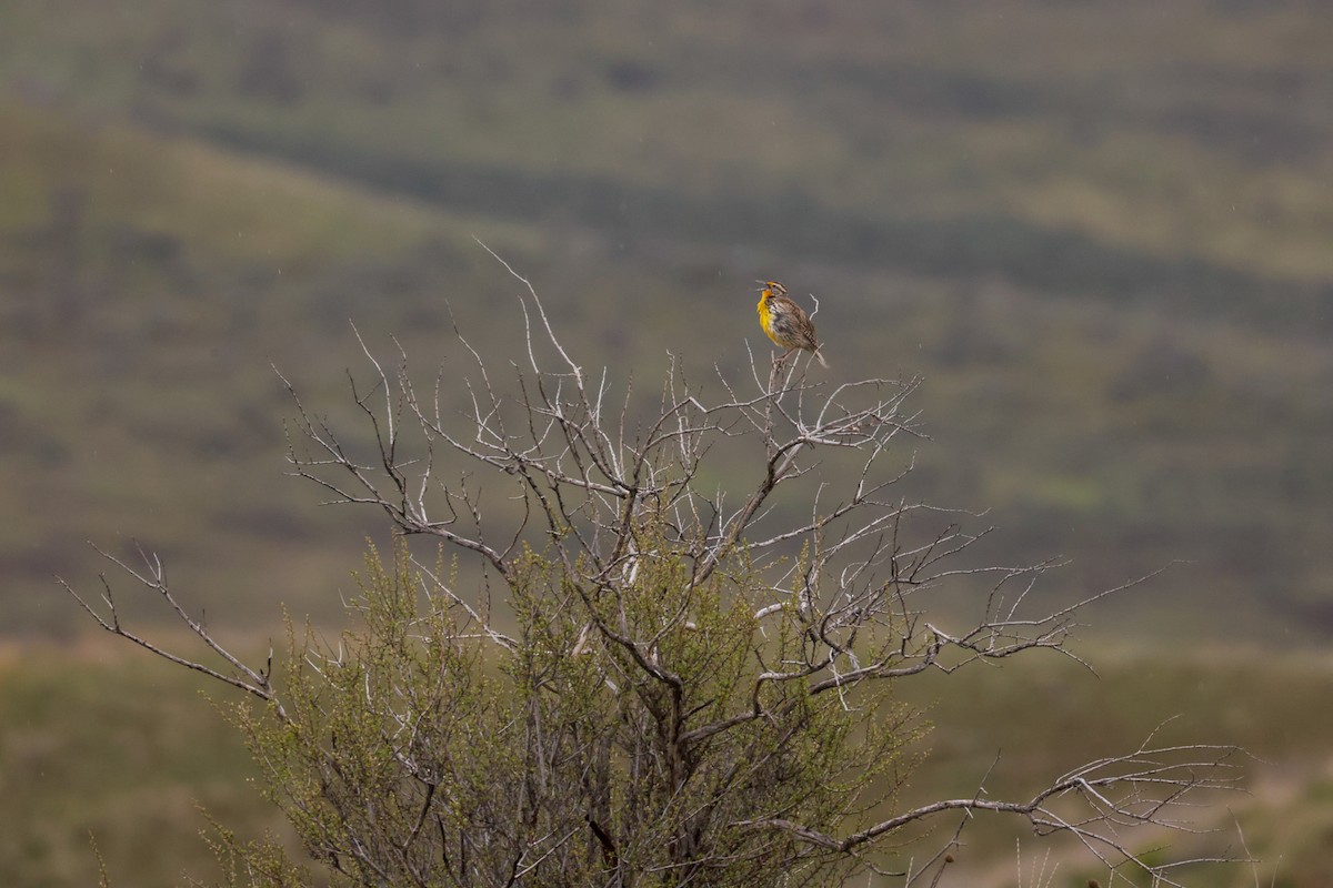 Western Meadowlark - ML617005364