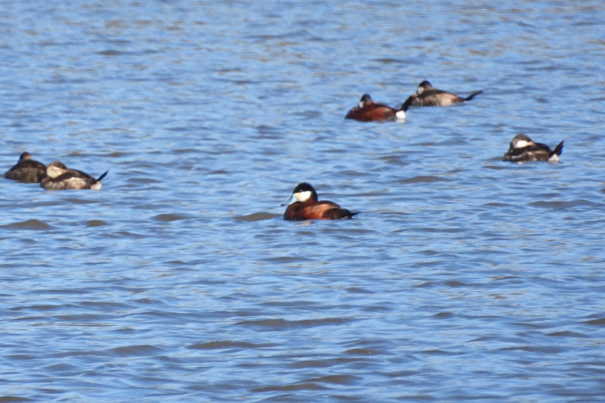Ruddy Duck - ML617005368