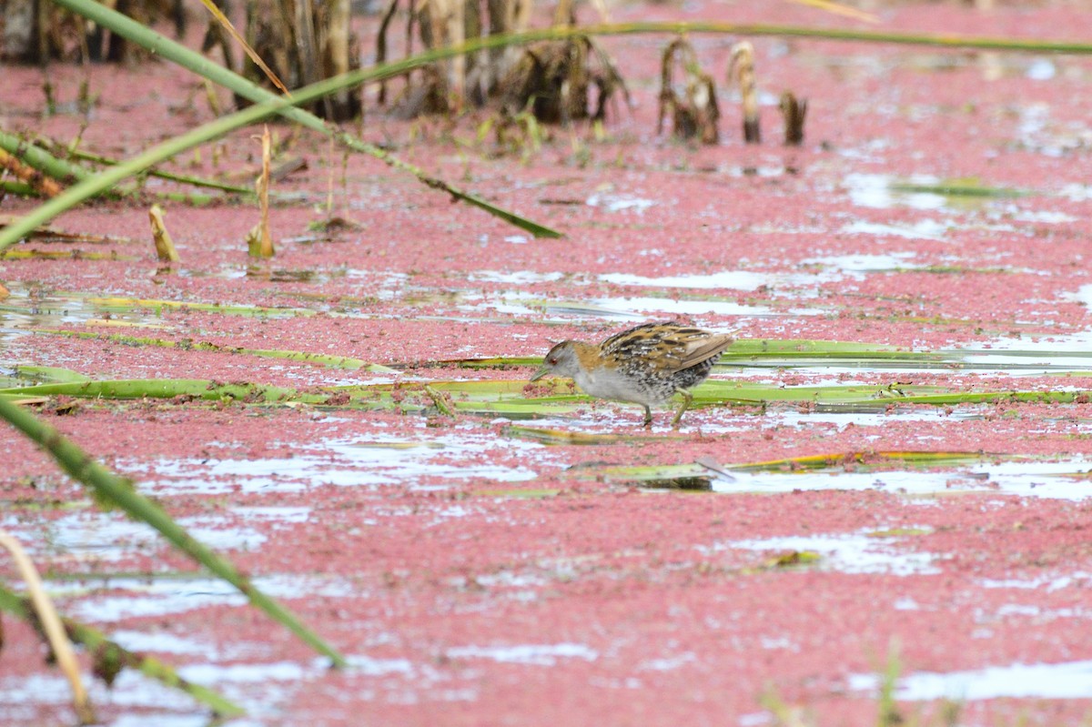 Baillon's Crake - ML617005588