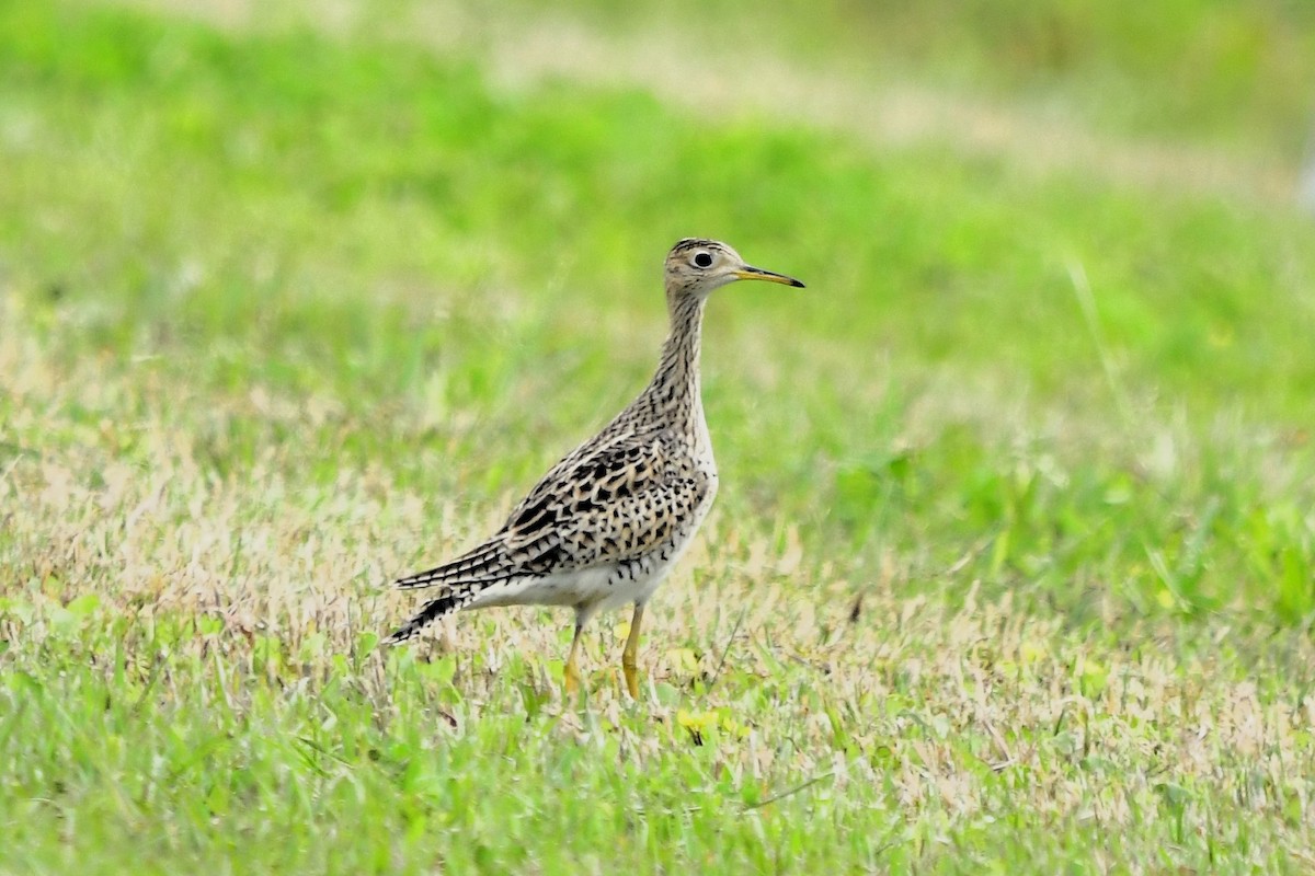 Upland Sandpiper - ML617005609