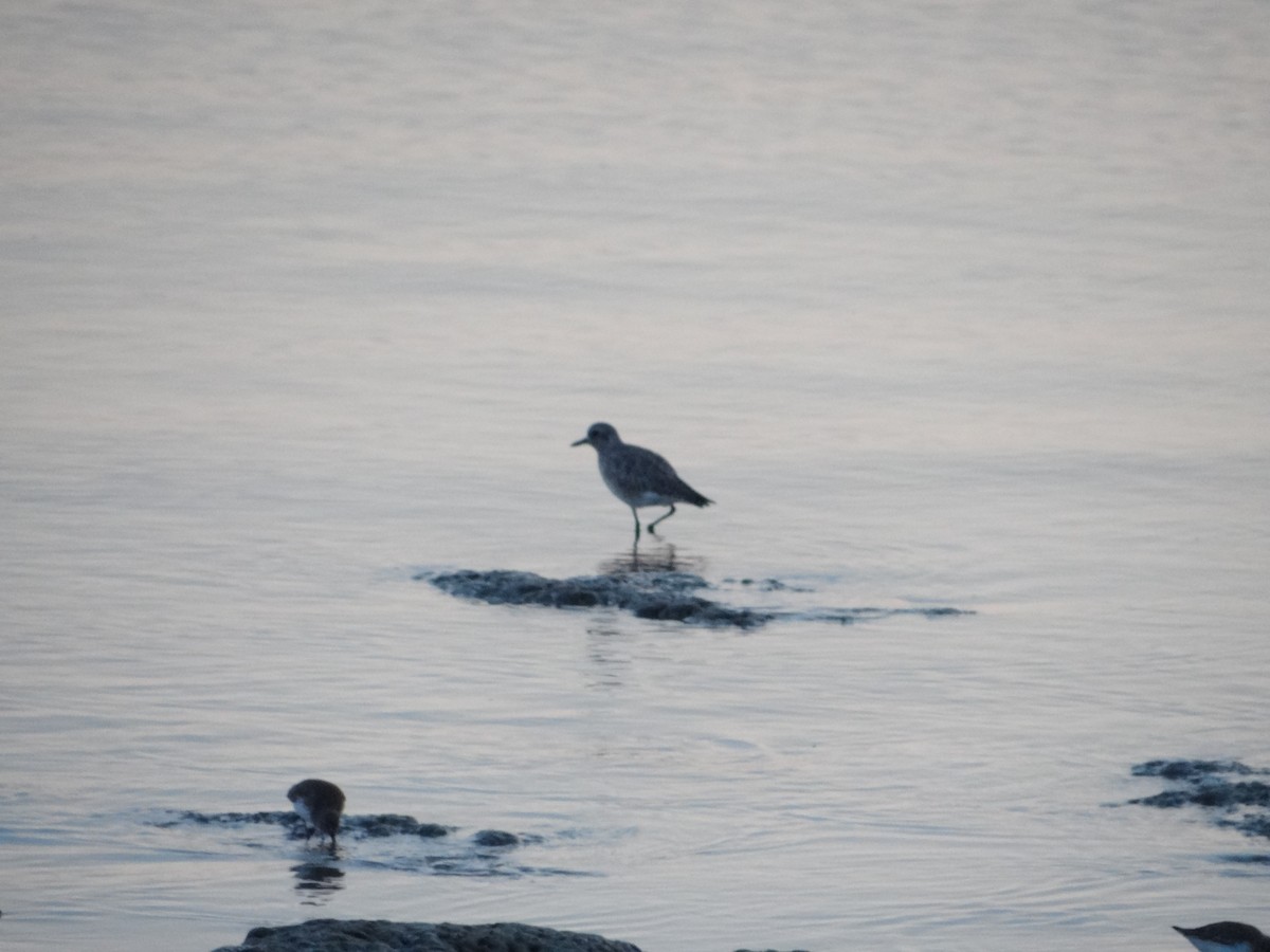 Black-bellied Plover - ML617005629