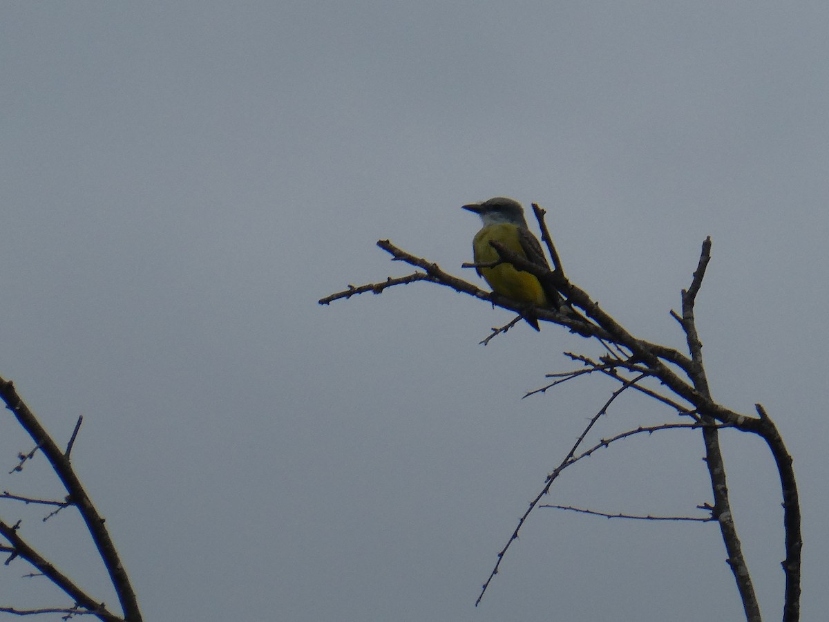 Couch's Kingbird - ML617005633